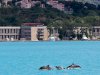 Delfini plešu u Bosforu