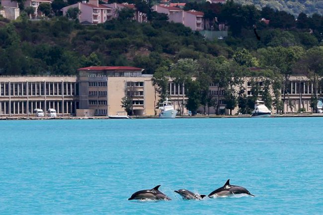Delfini plešu u Bosforu