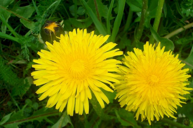 Maslačak - pomaže kod desetina tegoba